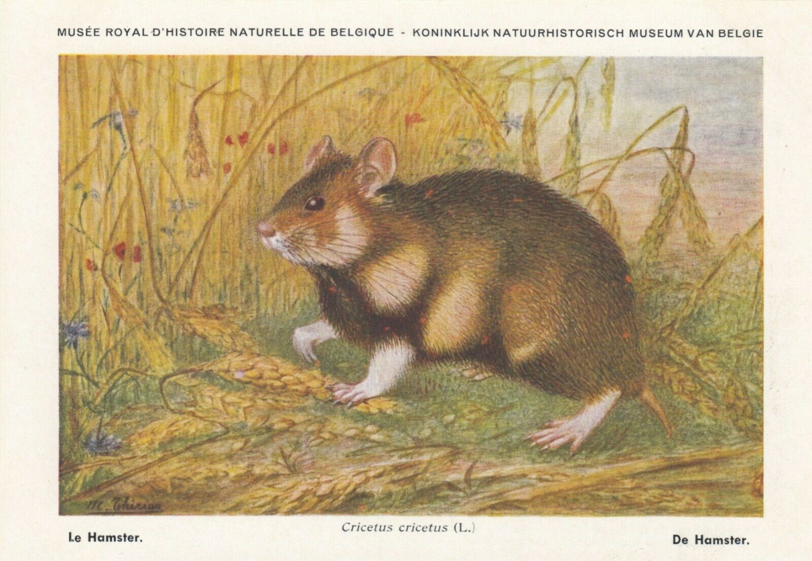 Hamster Vintage Belgian Postcard